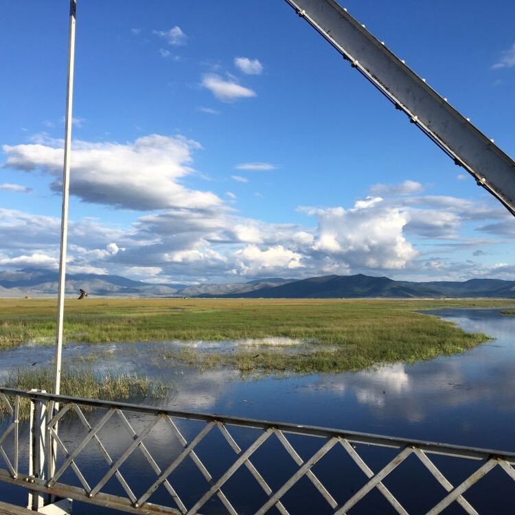 Evening Birding - logo